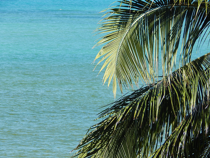 kokosriekstu koks, Marts, Brazīlija, siluets, koki, okeāns