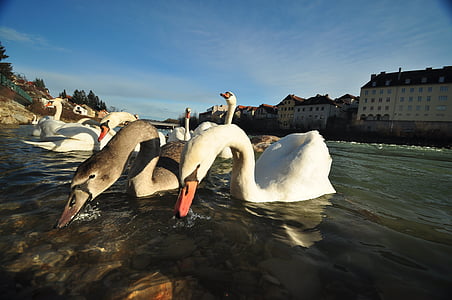 swan, water, white, swans, bird, feather, water bird