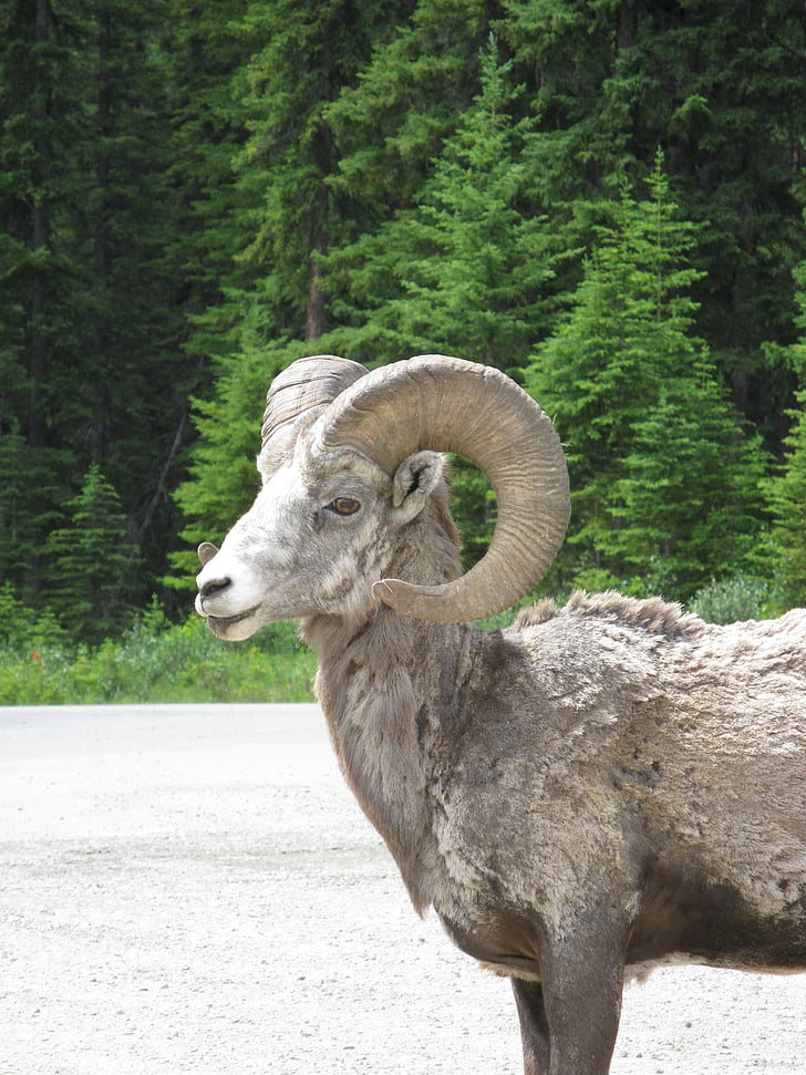 голям, рог, овце, животните, планински, рогата, Канада