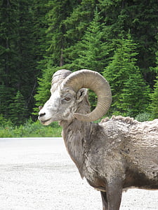 suur, sarv, lambad, looma, mägi, sarved, Kanada