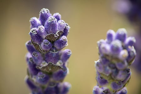 lavender, purple, lavender flowers, blossom, bloom, violet, fragrant