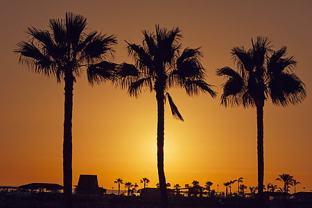 gran canaria, canary islands, amadores, sunset, palm trees, landscape, mood