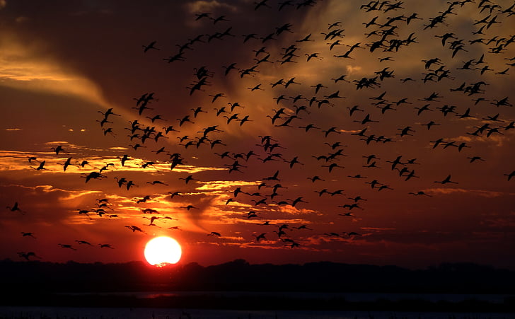 ภาพฝูงนกฟลามิงโก้, รุม, นก, พระอาทิตย์ตก, นก, ธรรมชาติ, พลบค่ำ