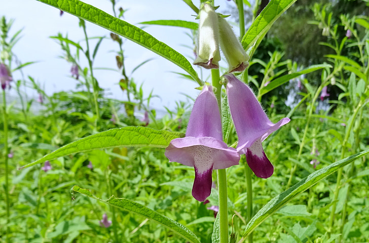 flor, púrpura, sésamo, til de Safed, Tilam, Sesamum indicum, Pedaliaceae