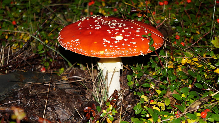 fly agaric, toxic, red fly agaric mushroom, forest, nature, red, toadstool
