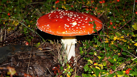 飞金顶, 有毒, 红色飞木耳蘑菇, 森林, 自然, 红色, 毒蕈