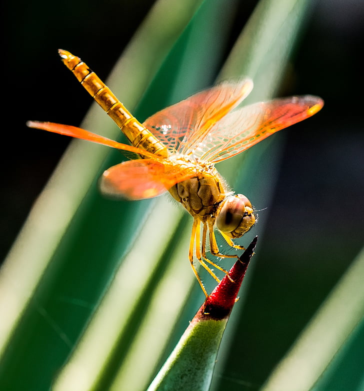 Dragonfly, putukate, Sulgege, loodus, looma, loomade tiib, Suurendus: