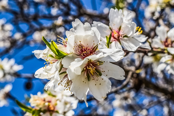 pohon almond, bunga, alam, musim semi, Blossom, cabang, putih