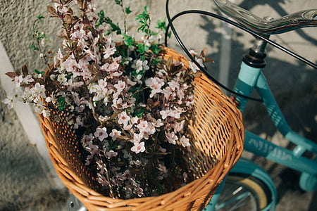 Blanco, pétalos, flores, marrón, mimbre, cesta, bicicleta