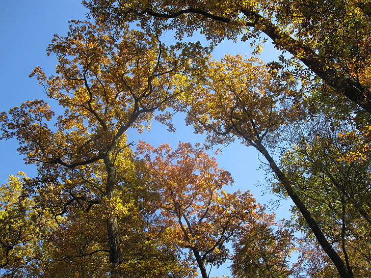 autumn, book, forest