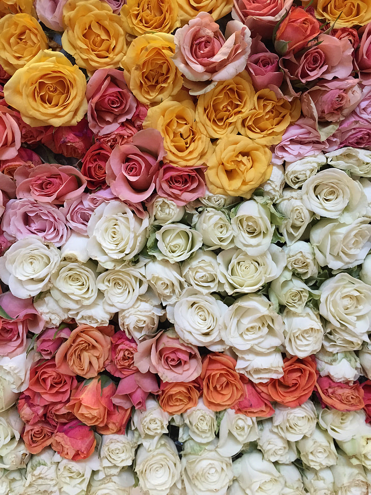 cvetje, vrtnice, barve, ljubezen, cvetlični, narave