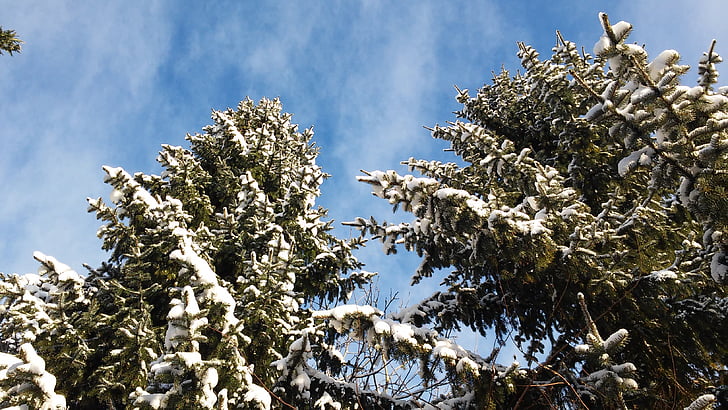 Spruce, Selandia Baru, langit, pohon, tumbuhan runjung, salju, jarum