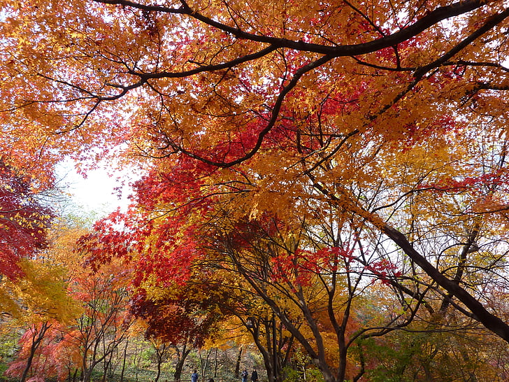 pemandangan, musim gugur, daun musim gugur, alam, pohon, daun, hutan