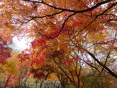 пейзаж, Осень, Осенние листья, Природа, дерево, лист, лес