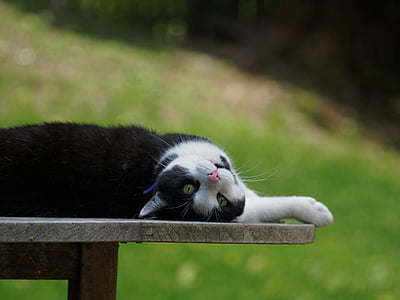 кішка, чорний, білий, портрет, вітчизняних, Симпатичний, ПЕТ
