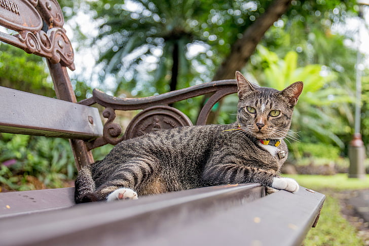 gato, gato de Tailandia, parques, civet indio pequeño, Striped civet, animal, gato doméstico