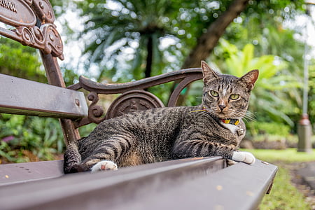 kissa, kissa Thaimaa, puistot, pikkusivettikissa, raidallinen sivetti, eläinten, kotikissa