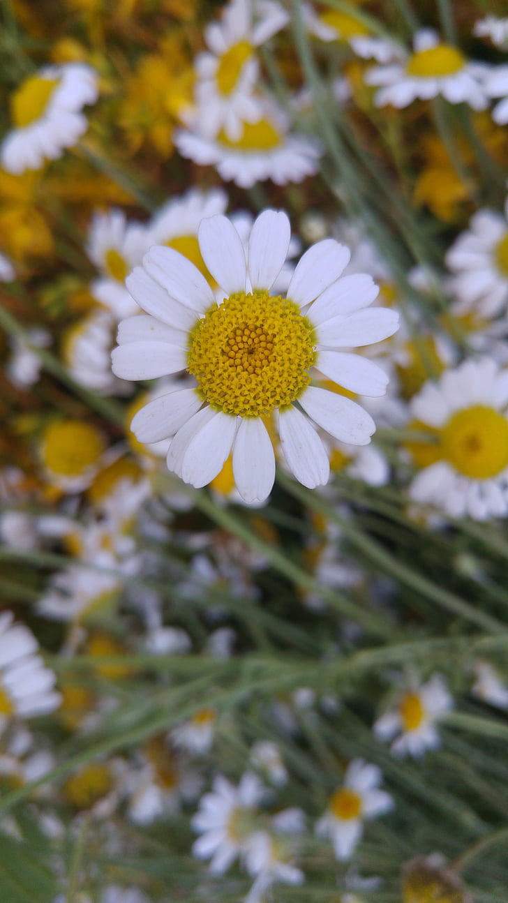 Daisy, fleur, plante, jaune, blanc, fermer, mise au point