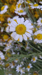 Daisy, bloem, plant, geel, wit, sluiten, focus