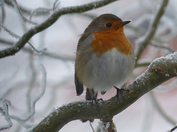 Robin, pasăre, natura, rece, iarna, gel, un animal