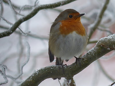 Robin, vogel, natuur, koude, winter, gel, één dier