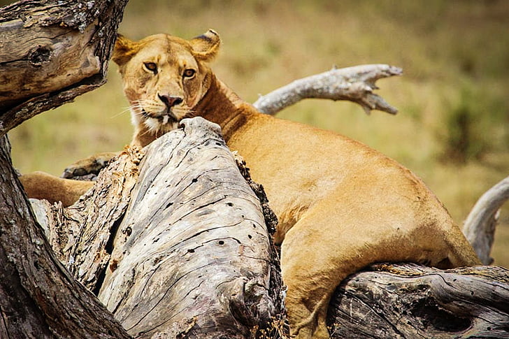 Lev, Afrika, Tanzánia, Národný park Serengeti, Safari, zviera, voľne žijúcich živočíchov