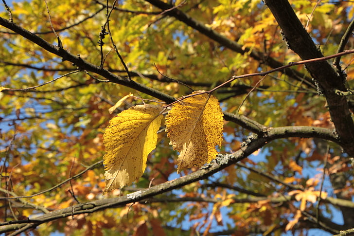 warna, musim gugur, hutan, daun, daun, cahaya, hangat