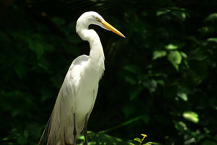 heron, bird, environment, nature, wildlife, animal, egret