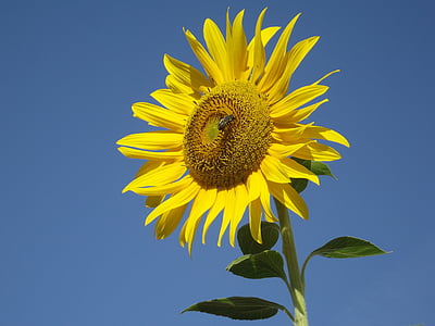 sunflower, flower, bee, yellow, summer, summer flowers, nature