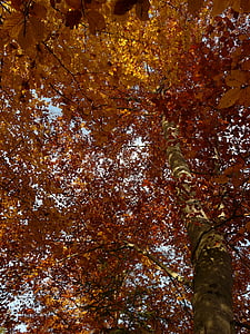 山毛榉, 山毛榉 sylvatica, 山毛榉, 森林, 部落, 高, 金色的秋天