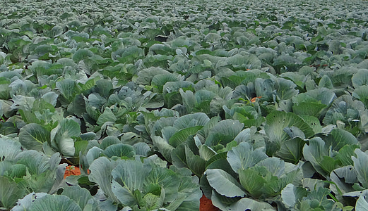 cabbage, crop, field, vegetable, india, agriculture, farm