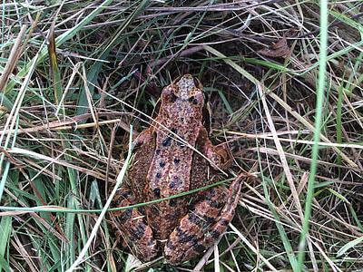 toad, grass, amphibians, frog, autumn, common toad