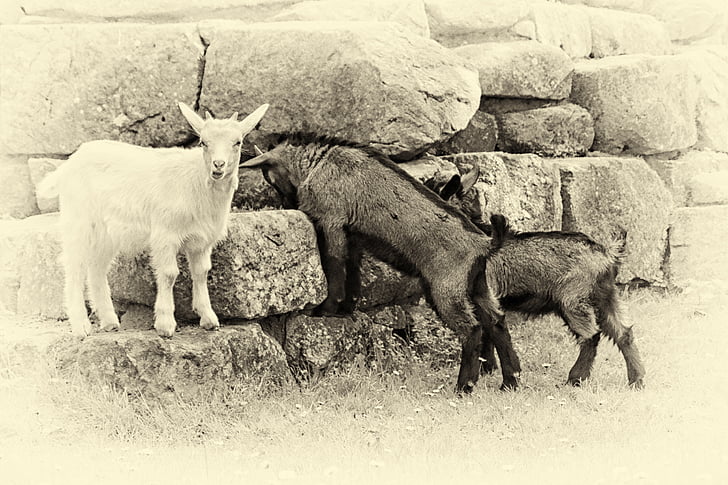 chèvre de montagne, noir et blanc, look rétro, plaque humide, animal, mammifère, nature