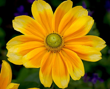 flor, flor, amarelo, flor, planta, fechar, flores amarelas