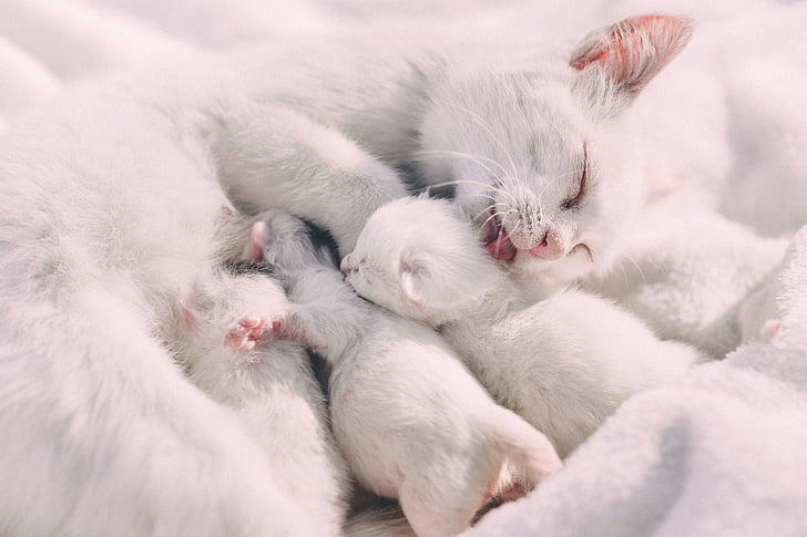 white, cat, kitten, animal, feed, pet