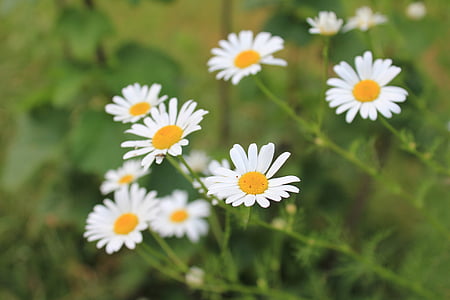 sedmikrásky, špičaté květina, bílá