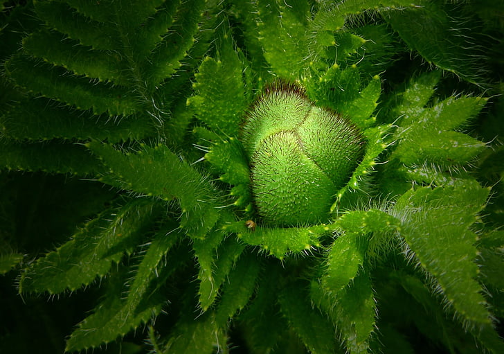 close-up, green, nature, plant, green Color, leaf