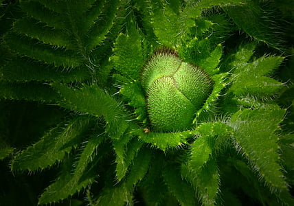 close-up, verde, natureza, planta, cor verde, folha