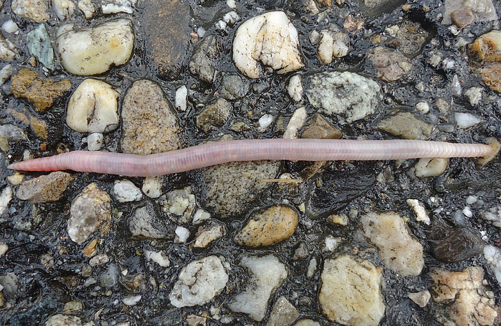 earthworm, wet, moist, patch, water, line, tortuous
