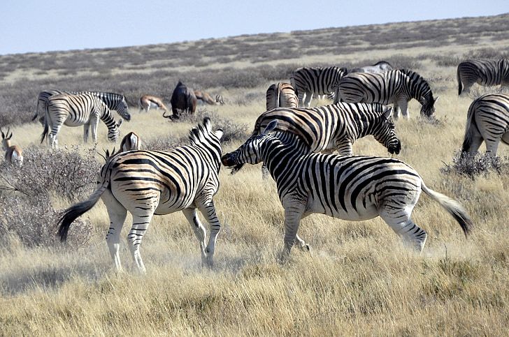 zebras, luta, África, safári, posto de combate, Namíbia, animais