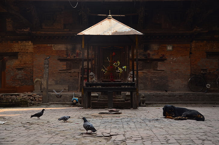 temple, kathmandu, nepal, dog, pigeon
