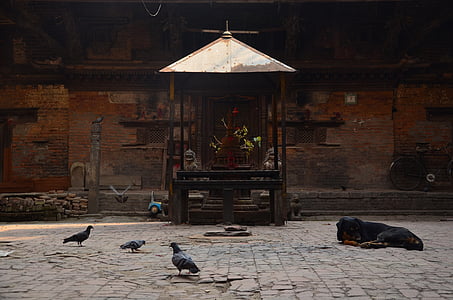Храм, Катманду, Непал, собака, голубь