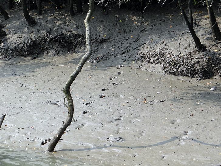 marques de Carlin, boue, Tigre, Bengal, empreinte de pas, Sundarbans, marais
