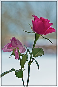 τριαντάφυλλα, λουλούδια, κόκκινο τριαντάφυλλο, ροζ, Χειμώνας, τριαντάφυλλο, Ρομαντικό
