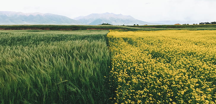 rumena, cvet, veliko, zelena, trava, pridelek, polje