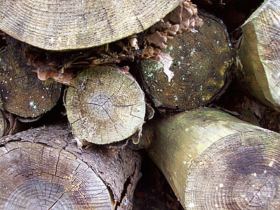 woodpile, logs, trees, timber, forest, stacked, texture