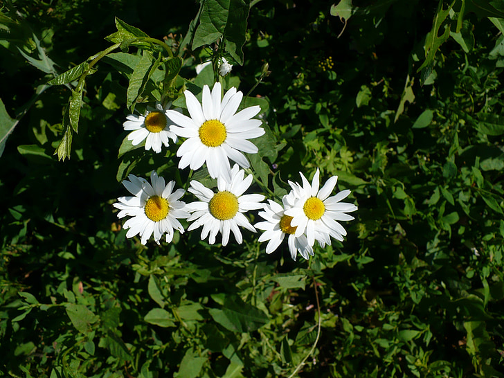Daisy, putih, hijau, musim panas, bunga, bunga, kelopak