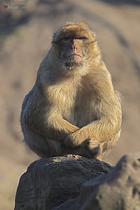 maimuta, maimuţe, gradina zoologica