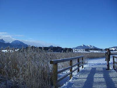 hiver, panorama alpin, Lac, pont, roseau, mûres, gelée blanche