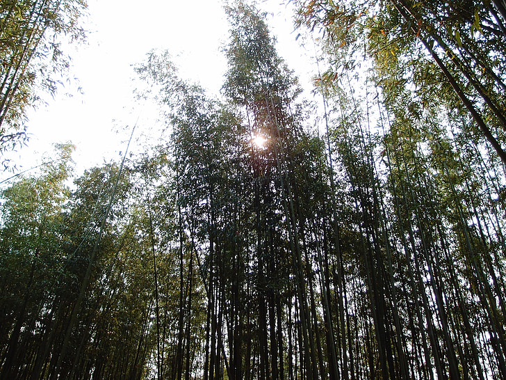 bambú, sol, naturaleza, día, planta, verde, cielo